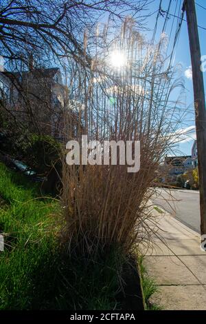 Un arbusto bruno tall e overgrown con il sole che splende Attraverso di esso Foto Stock