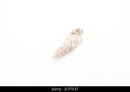 particolare di molluschi gastropoda fossile isolato su sfondo bianco Foto Stock