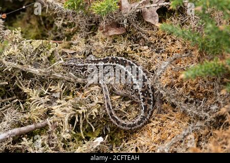 Lucertola di sabbia (Lacerta agilis) femmina crogiolarsi nell'habitat della brughiera del Surrey, Regno Unito Foto Stock