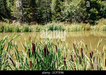 Vista del lago e della foresta, attraverso le canne. Fauna selvatica. Foto Stock