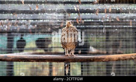 Reeve's Pheasant Bird seduto ancora in tempo piovoso Foto Stock