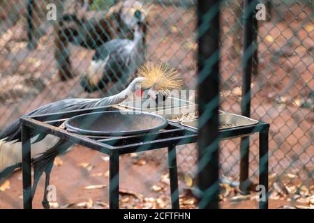 Isolato Grigio Crane coronate Cerca cibo e acqua nel parco degli uccelli, Hambantota Foto Stock