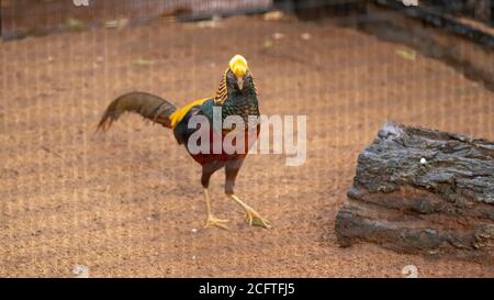 Nero Golden Pheasant dare un'occhiata alla fotocamera su il terreno nella sua gabbia Foto Stock