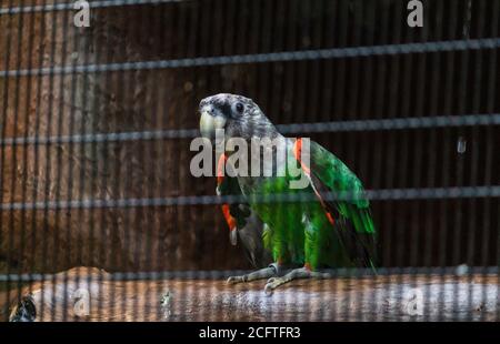 Senegalese pappagallo argento collo cercando curioso Foto Stock