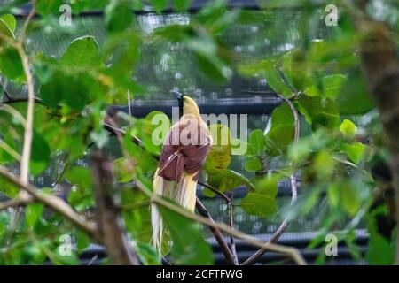 Grande uccello del paradiso in un albero all'interno di una gabbia enorme Foto Stock