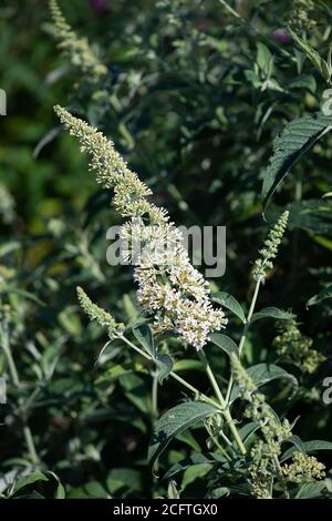 Fiori buddleja in estate girato nella collezione nazionale Nell'Hampshire Foto Stock