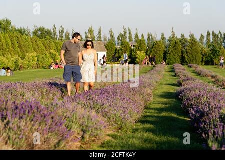 Una giovane coppia nei campi di lavanda del Seigneurie sulla Île d'Oléans, Quebec, Canada Foto Stock