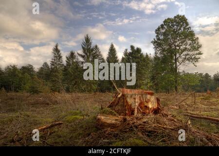 Deforestazione, una grande area di compensazione in una foresta Foto Stock