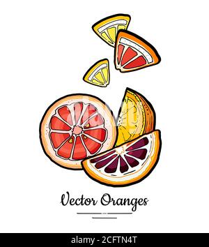 Arancio vettore set isolato. Tagliate l'arancia tritata, la fetta di pompelmo rosa rosso, le fette di limone giallo. Agrumi di frutta disegnati a mano Illustrazione Vettoriale
