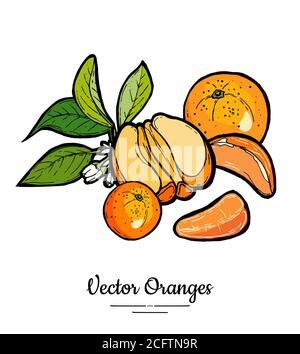 Arancio vettore set isolato. Mandarino arancione intero, fette, foglie di fiori. Raccolta di frutta Set disegnato a mano Citrus food Illustrazione Vettoriale