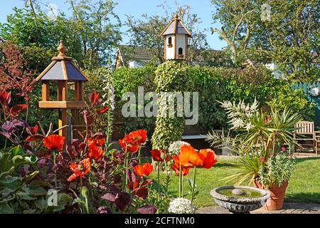 Inglese estate paese cottage indietro giardino miscela perennials Poppies orientali Alliums Alstroemeria Dianthus & Cordyline piante in fiore Inghilterra UK Foto Stock