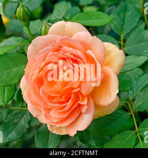 Primo piano di una singola fioritura arancione di colore rosso su Lady Di Shalott inglese arbusto Rose pianta in giardino domestico allevato Di David Austin OBE, allevatore britannico Foto Stock