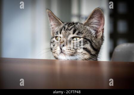 un piccolo gatto guarda curiosamente sul bordo del tabella Foto Stock