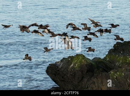 Flock of Black Oystercatchers lungo Whidbey Island, Washington. Foto Stock