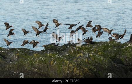 Flock of Black Oystercatchers lungo Whidbey Island, Washington. Foto Stock