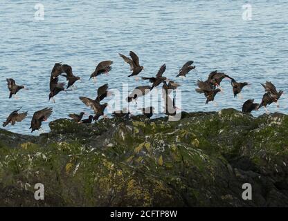 Flock of Black Oystercatchers lungo Whidbey Island, Washington. Foto Stock