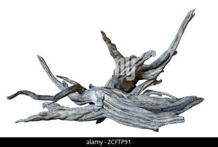 driftwood isolato su fondo bianco, rami asciutti Foto Stock