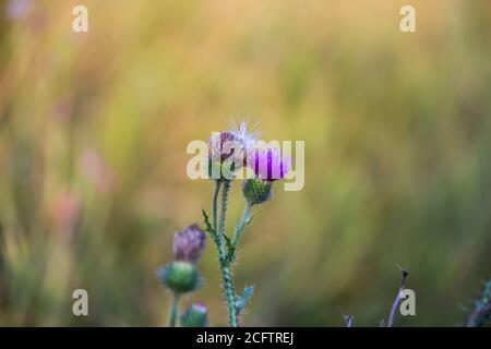 Porpora fiore di thistle e boccioli di ceci. Bel fiore di porpora tistola. Fiori rosa di burdock. Thistle fiorito o Thistle del latte. Foto Stock