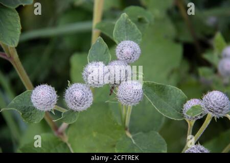 Il nome latino Arctium lappa, comunemente chiamato burdock maggiore. Spine di un burdock. Fioritura del burdock di piante medicinali. Foto Stock