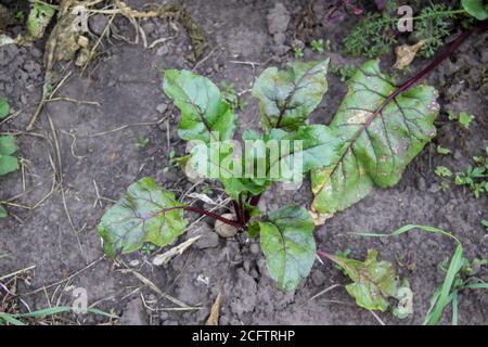 La barbabietola giovane cresce nei letti del giardino. Fattoria con gli sbarchi agricoli e coltivando ortaggi biologici. Foglie fresche di barbabietola verde o barbabietola Foto Stock