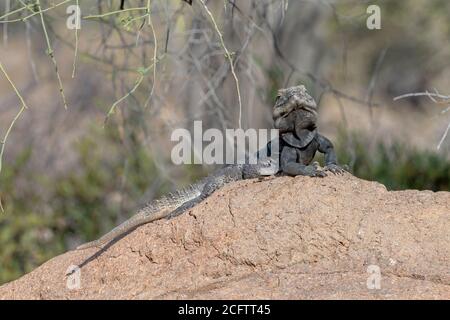 Iguana dalla coda spinata in cima a una roccia nel deserto di sonora Arizona Foto Stock