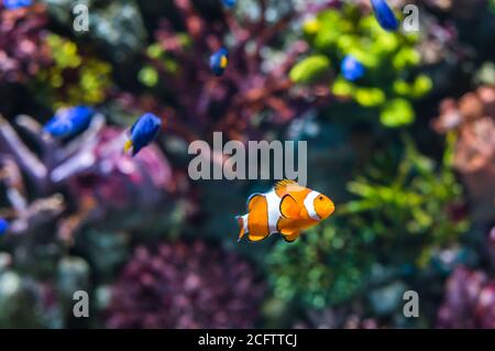Single Clown Fish Swimming in Coral Reef. Scena subacquea. Foto Stock