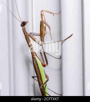 Mantis marrone di preghiera sulla cornice dipinta della porta di a. home negli Stati Uniti ha preso in macro e concentrato su la testa Foto Stock