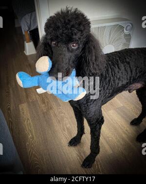 Una poodle standard nera in rosso con un giocattolo in bocca. Foto Stock