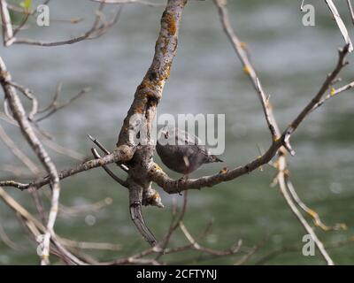 Giovane Dipper americano che pende fuori vicino al relativo fiume. Foto Stock