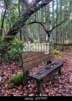 Una panchina nel bosco offre un luogo di contemplazione circondato da foglie e colori autunnali. Concetto. Un posto per riposare. Foto Stock