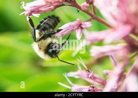 Ape bumble che raccoglie il polline da vicino Foto Stock