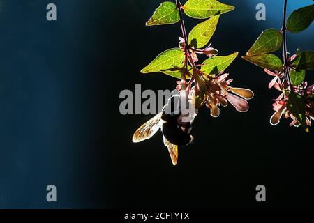 Ape Bumble retroilluminato che raccoglie polline Foto Stock