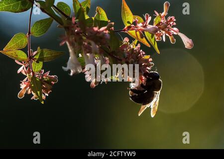 Ape Bumble retroilluminato che raccoglie polline Foto Stock
