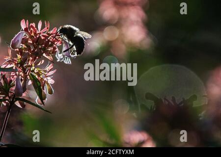 Ape Bumble retroilluminato che raccoglie polline Foto Stock