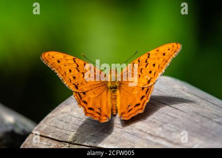 Cruiser - Vindula arsinoe - farfalla tropicale arancione, Kuranda Foto Stock