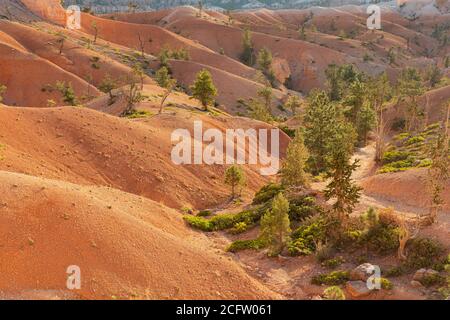 Dettagli della valle al largo del Queens Garden Trail, Bryce Canyon National Park, Utah, Stati Uniti Foto Stock