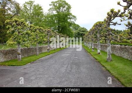 Strada con una fila di alberi pollared di fronte Un muro di pietra a secco in una casa di campagna inglese Foto Stock