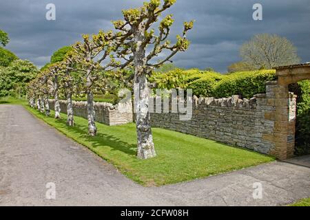 Strada con una fila di alberi pollared di fronte Un muro di pietra a secco in una casa di campagna inglese Foto Stock