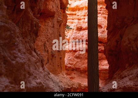 Albero che cresce all'interno di slot Canyon, Bryce Canyon National Park, Utah, Stati Uniti Foto Stock