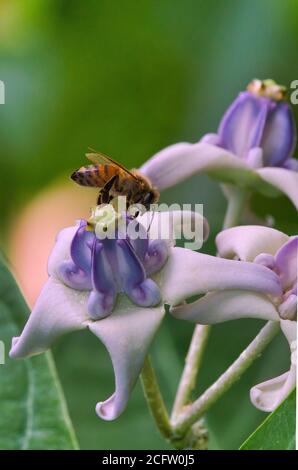 Estremo clos-up della vista laterale di un'ape di miele che raccoglie polline. Foto Stock