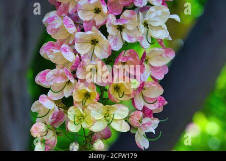 Estremo primo piano di un acquazzone arcobaleno fiorisce su un albero in fiore. Foto Stock