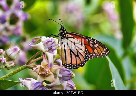 Estrema vista ravvicinata di una farfalla monarca appollaiata su un fiore tropicale. Foto Stock