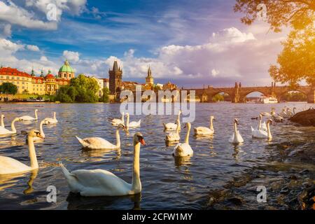 Vista sul ponte Carlo di Praga vicino al fiume Moldava. Swan sul fiume. I cigni nuotano nel fiume Moldava. Ponte Carlo al tramonto. Praga Swans del Foto Stock