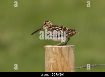 Wilson's Snipe nell'est di Washington. Foto Stock