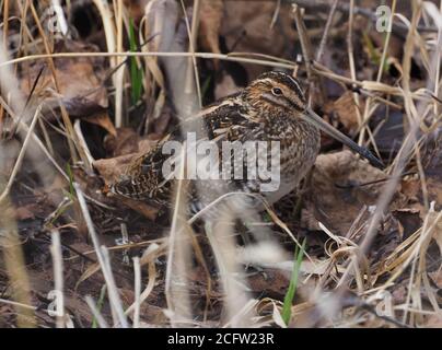 Wilson's Snipe ben mimetizzò lungo il lago Washington. Foto Stock