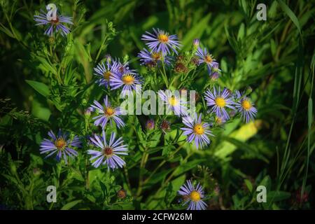 Fiori Aster amellus vero backround, giardino fiorente in una bella estate soleggiata giorno. Foto Stock