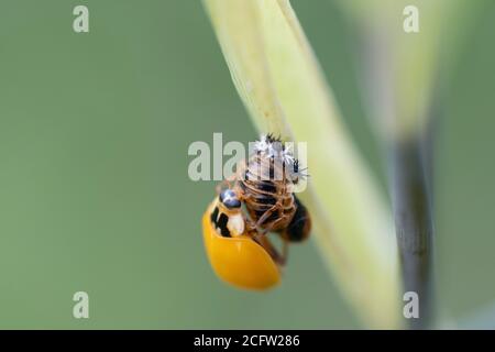 2 Ladybird puntato (Adalia bipunctata) seduto su di esso è pupa Foto Stock