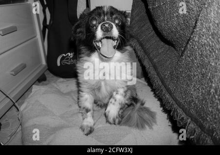 vecchio cane cieco in bianco e nero Foto Stock