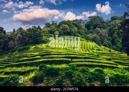 Piantagione di tè a Porto Formoso. Incredibile paesaggio di straordinaria bellezza naturale. Azzorre, Portogallo Europa. Piantagione di tè sulla costa nord di Sao mi Foto Stock