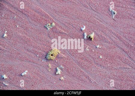 Le particelle del corallo rosso d'organo con i loro pixel creano l'impressione generale rosa della spiaggia rosa di Pulau Padar. La Tubipora Musica è una delle specie in via di estinzione e si verifica quasi esclusivamente in questa parte del mondo. Crociera con fuoco e draghi del vero Nord, Isole Sunda, Indonesia Foto Stock